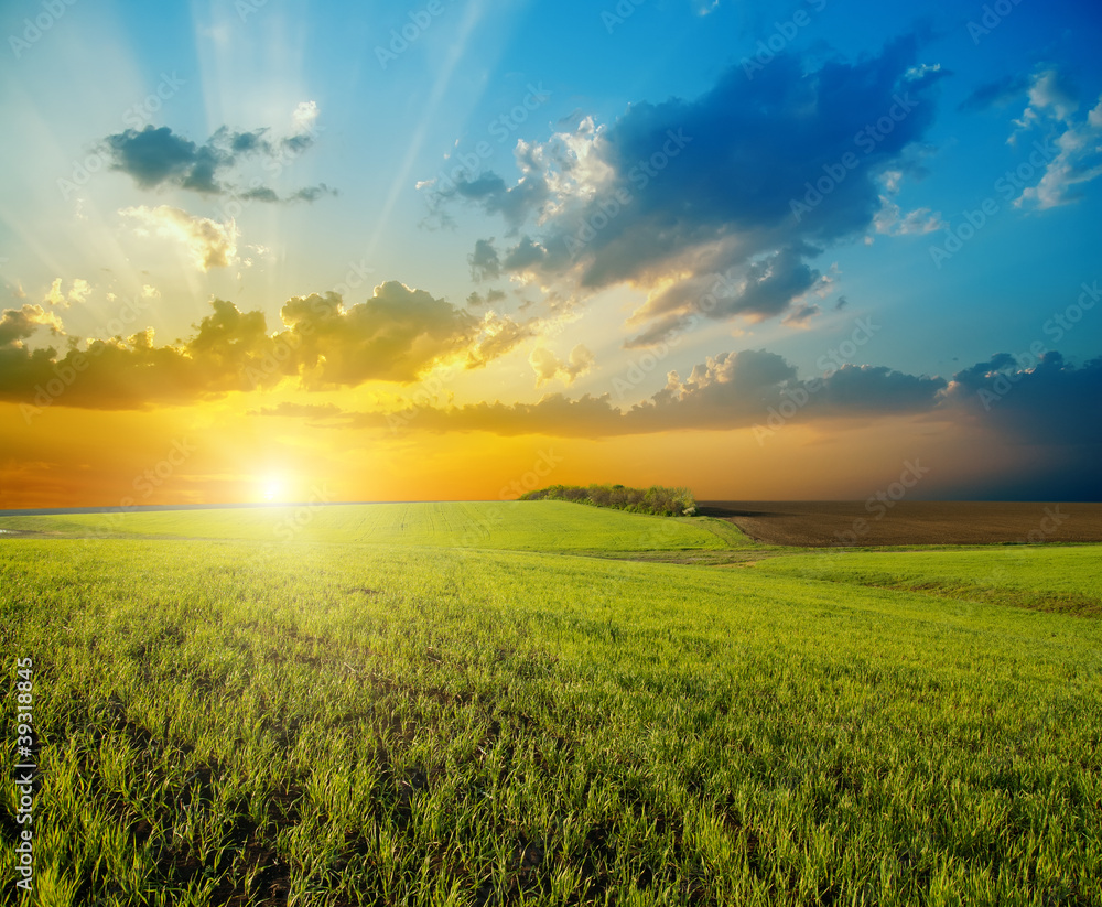 Wall mural sunset over agricultural green field