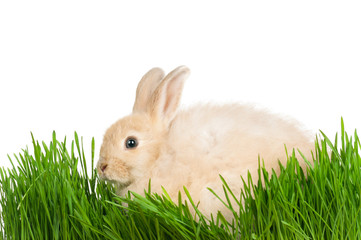 Rabbit in grass