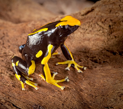 frog