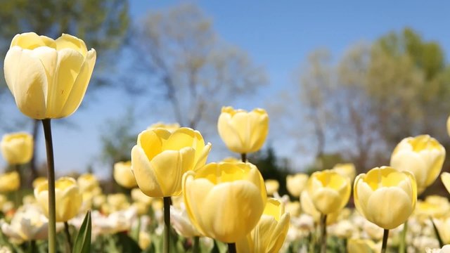 Tulpen im Wind