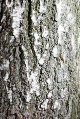bark of birch tree