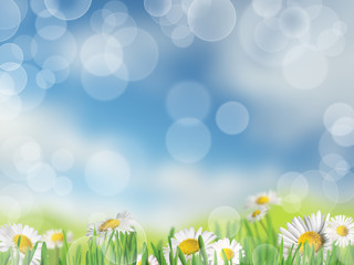 Fototapeta na wymiar Background with meadow and daisies