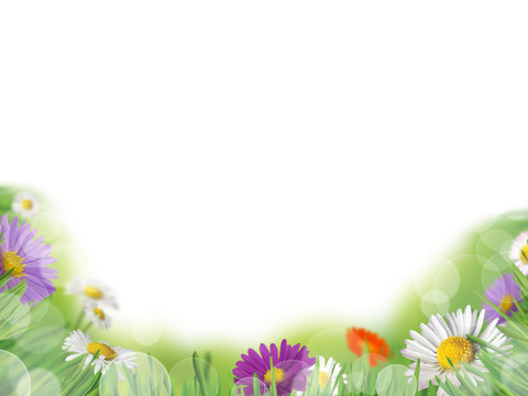 Background with meadow and daisies