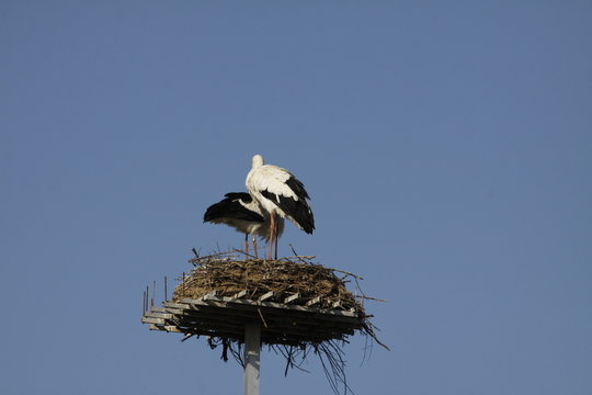 A pair of white storks on nest