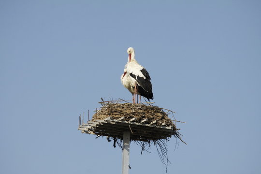 white Stork on the nest