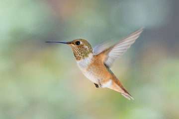 Fototapeta na wymiar Hummingbird w Fright