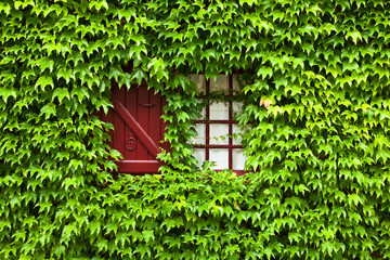 Ivy  covered window and shutter