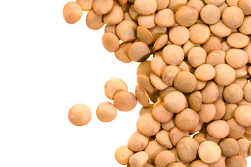 Lentil