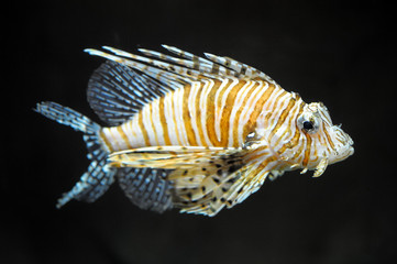 Lion fish