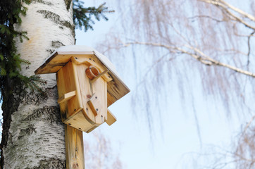 Starling house on a birch