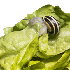 striped Grove snail and lettuce leaves