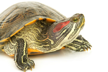 Pond terrapin