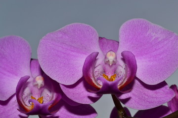 Fototapeta premium kwiat-storczyk