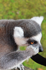 Lemur