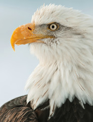 Close up Portrait of a Bald Eagle