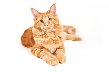 Red fur Maine Coon cat