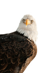 Close up Portrait of a Bald Eagle