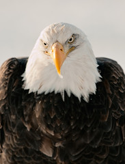 Close up Portrait of a Bald Eagle