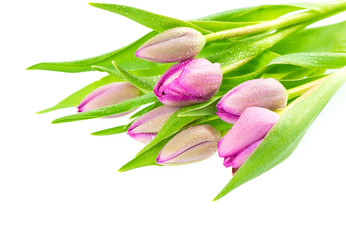 fresh spring pink tulip flowers with water drops