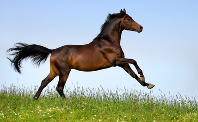 Bay horse running in field