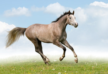 Gray horse galloping in field