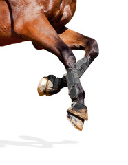 Horse legs isolated on white background