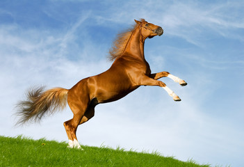 Chestnut horse gallops on a green hill