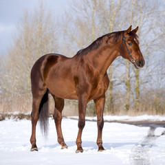Chestnut horse standing in field