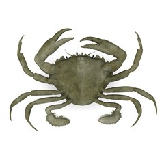 3d render of liocarnicus vernalis