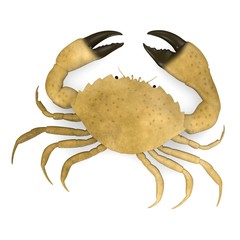 3d render of menippe mercenaria