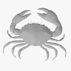 3d render of menippe mercenaria