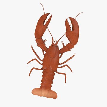 3d render of lobster (crustacean)