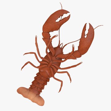 3d render of lobster (crustacean)