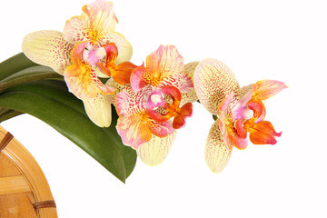 orchidea