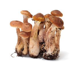 Armillaria.