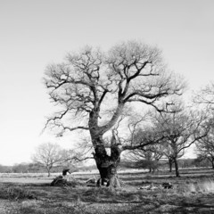 Landscape of Richmond Park