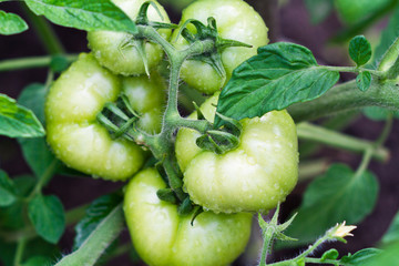Fototapeta na wymiar Green tomatoes