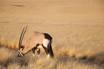 Gemsbok Antelope (Oryx) eating in park of Namibia