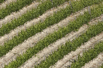 vineyard landscape summer