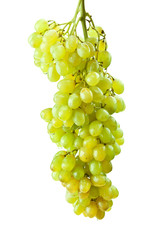 fresh green grape