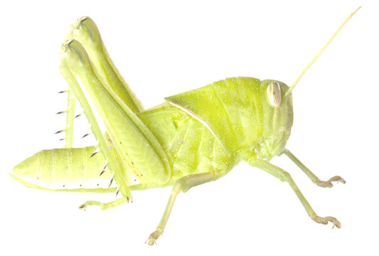 Grasshopper in front of white background