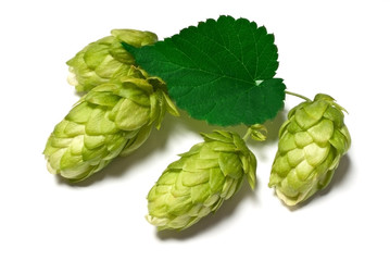 Obraz premium hop cones