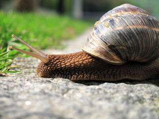 close up shot of snail on the road