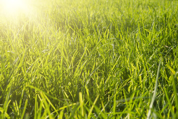 Fresh spring green grass
