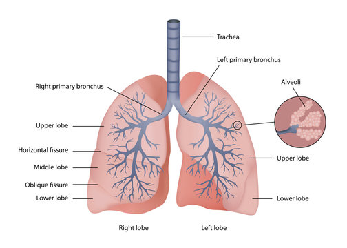 lung medical vector eps10 illustration