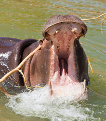 Fototapeta premium hippo in a murky green water