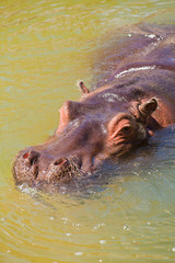 hippo in a murky green water
