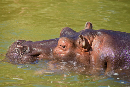 hippo in a murky green water