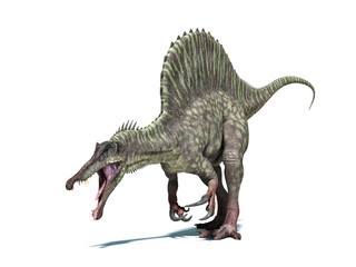 Spinosaurus dinosaur. Isolated on white, clipping path included.