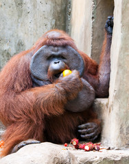 Big orangutan eats orange